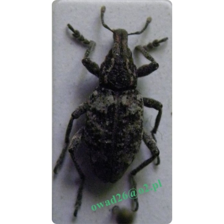 Stephanocleonus hollbergii (Fahraeus, 1842) Komośnik siwy